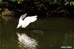 Aigrette